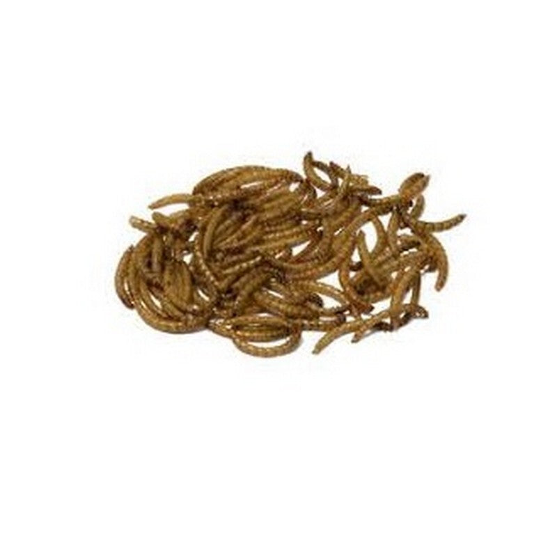 Bucktons Mealworms 12.55kg - Dried Mealworms High Protein Bird Food