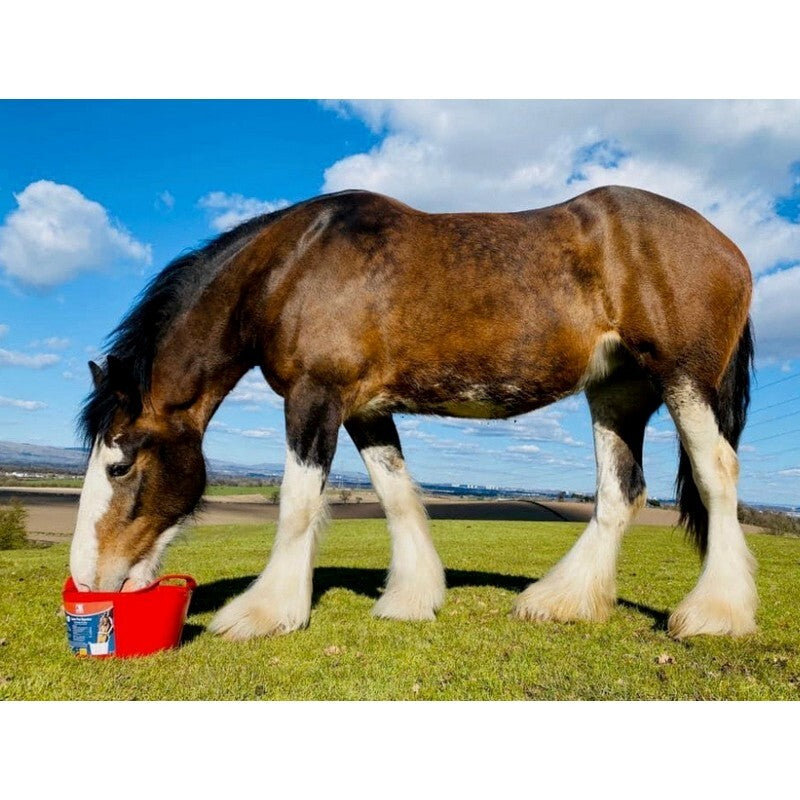 Dallas Keith Equine Flexi Tub for Digestion 12.5kg - Horse Digestive Health Supplement Gut Support
