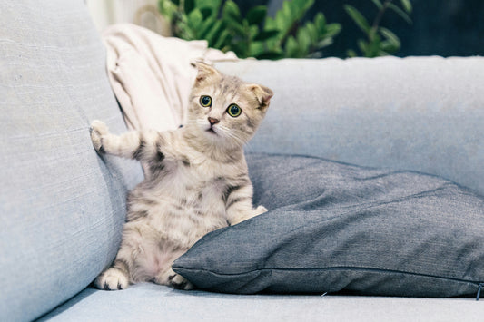 Understanding Cat Body Language: What Your Kitty’s Tail Is Telling You