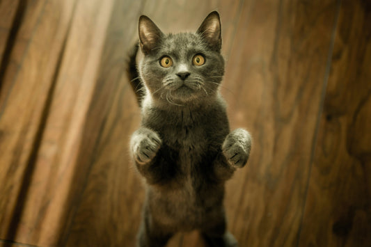 Creating the Ultimate Cat-Friendly Home