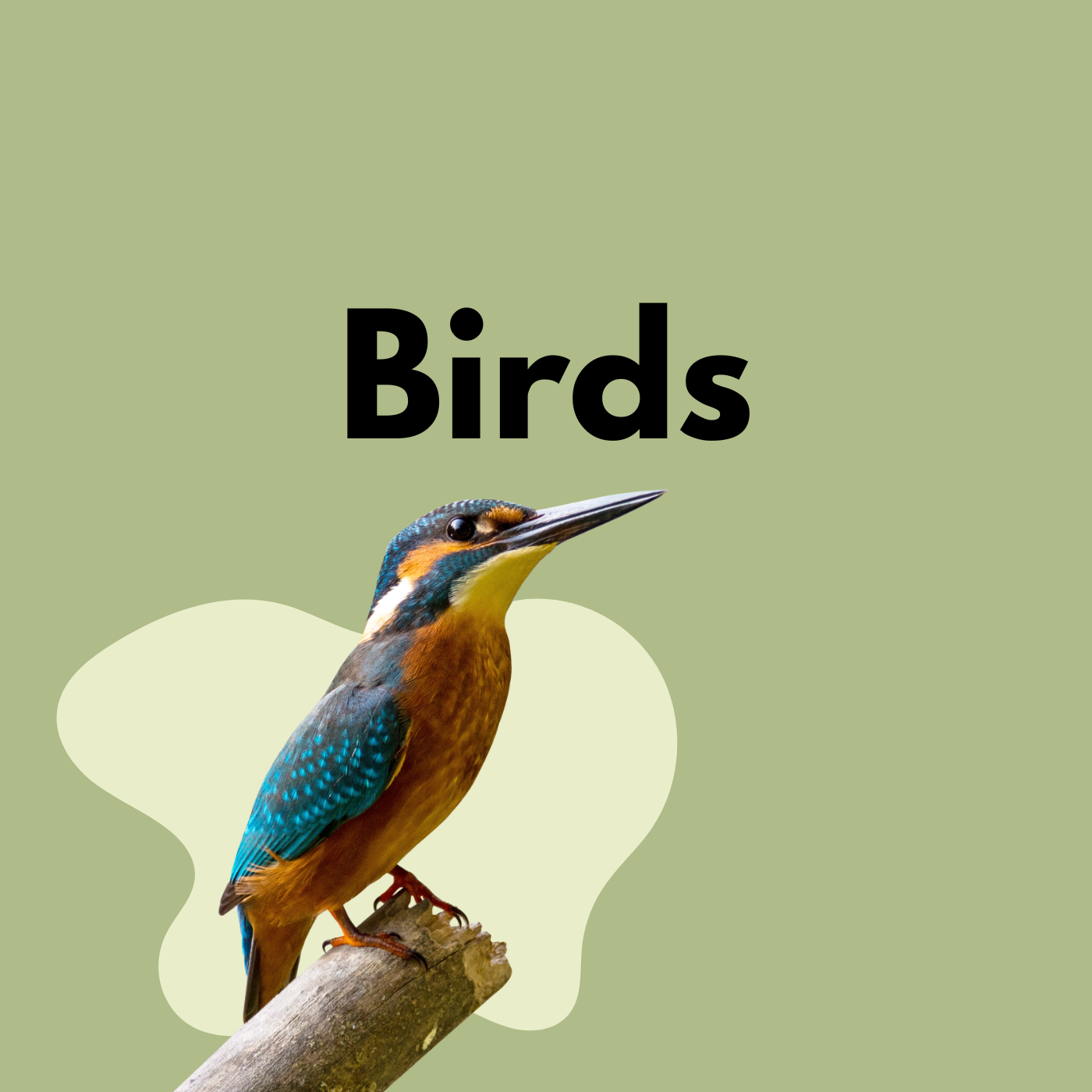 Bird