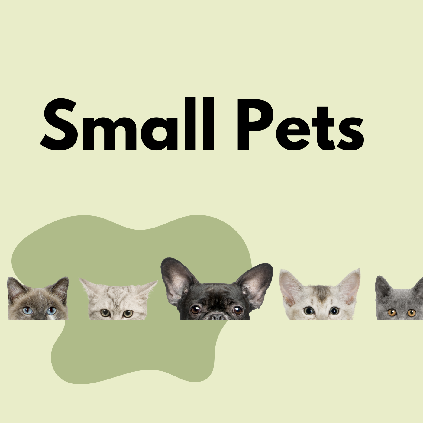 Small Pet